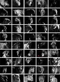 animals