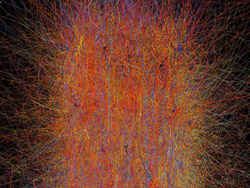 Synapses