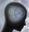 Brain