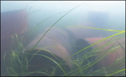 Buried