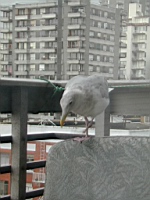 Birdbuddy1.JPG