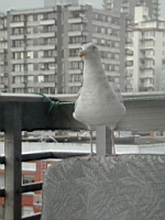 Birdbuddy2.JPG