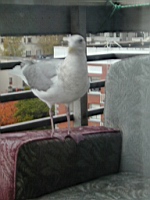 Birdbuddy3.JPG