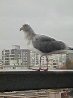 Birdbuddy4.JPG