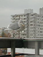 Birdbuddy5.JPG